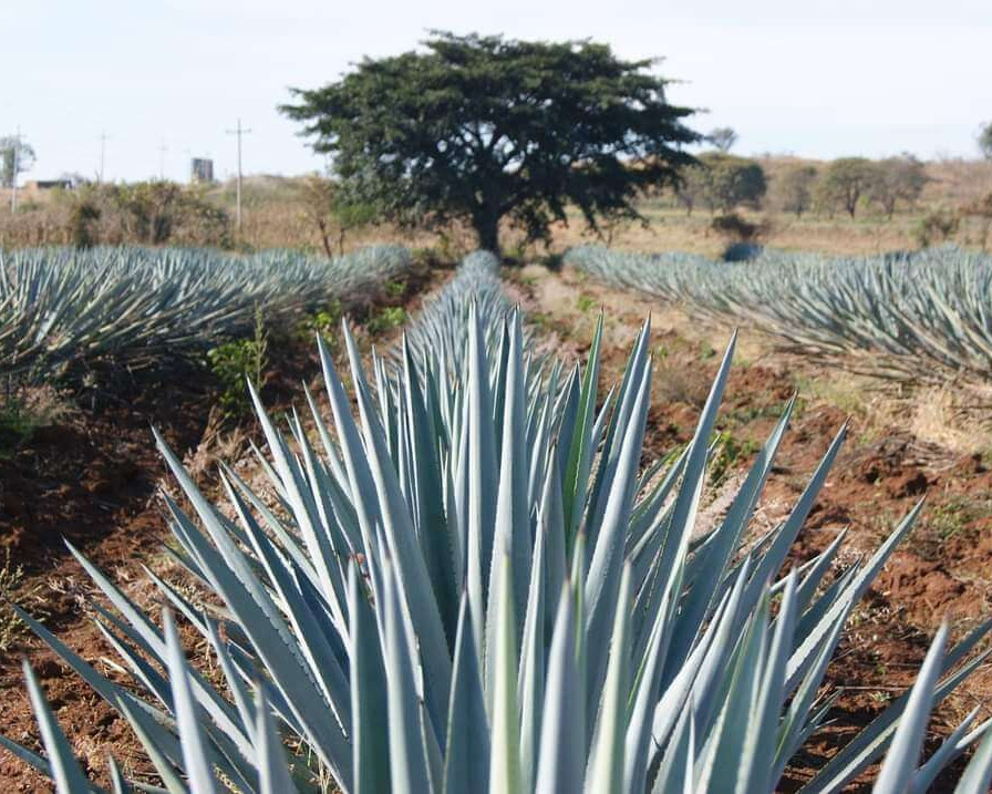 origen del tequila