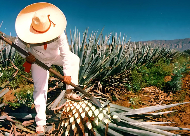 Origen del Tequila